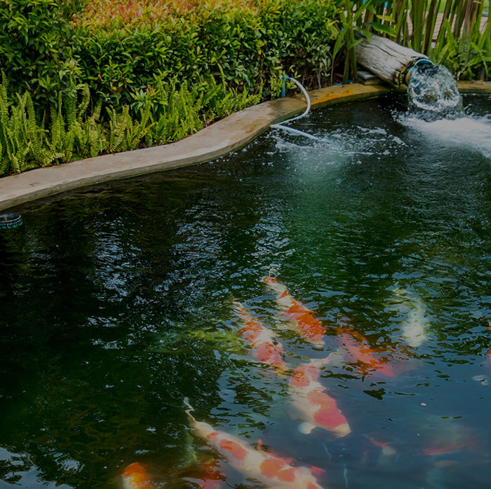 Pond construction