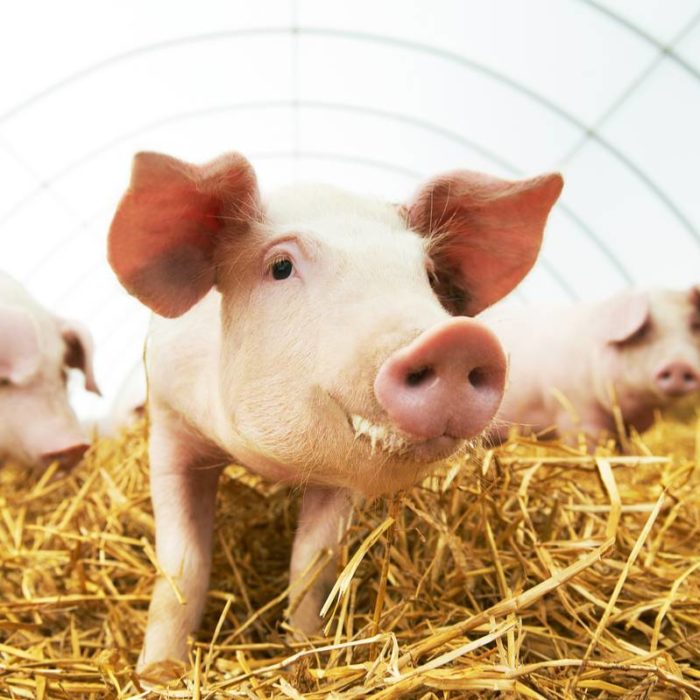 Pigsty construction
